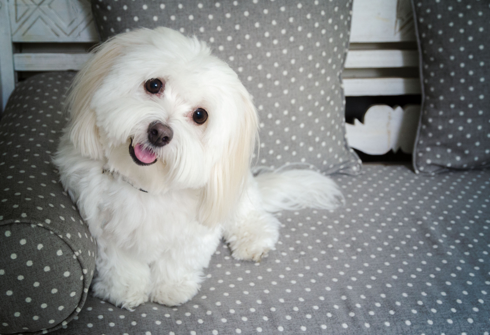 cele maai mici rase de câini Coton de Tulear