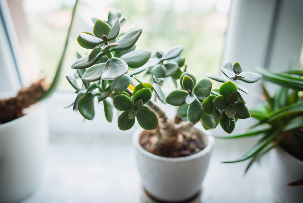 Crassula Ovata plante care aduc noroc in casa shutterstock