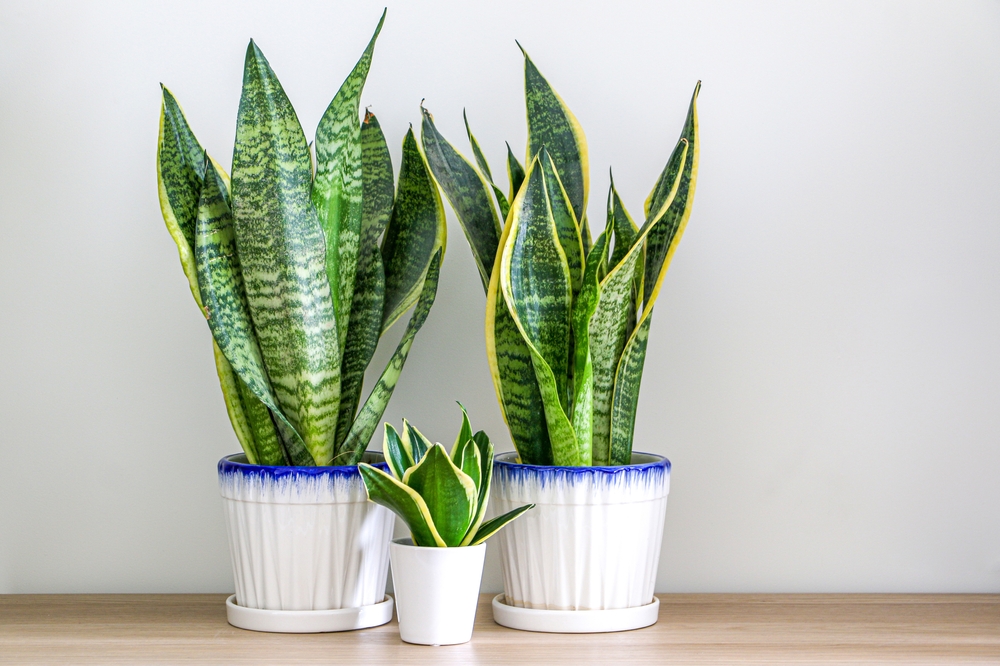 limba soacrei plante care aduc noroc in casa shutterstock