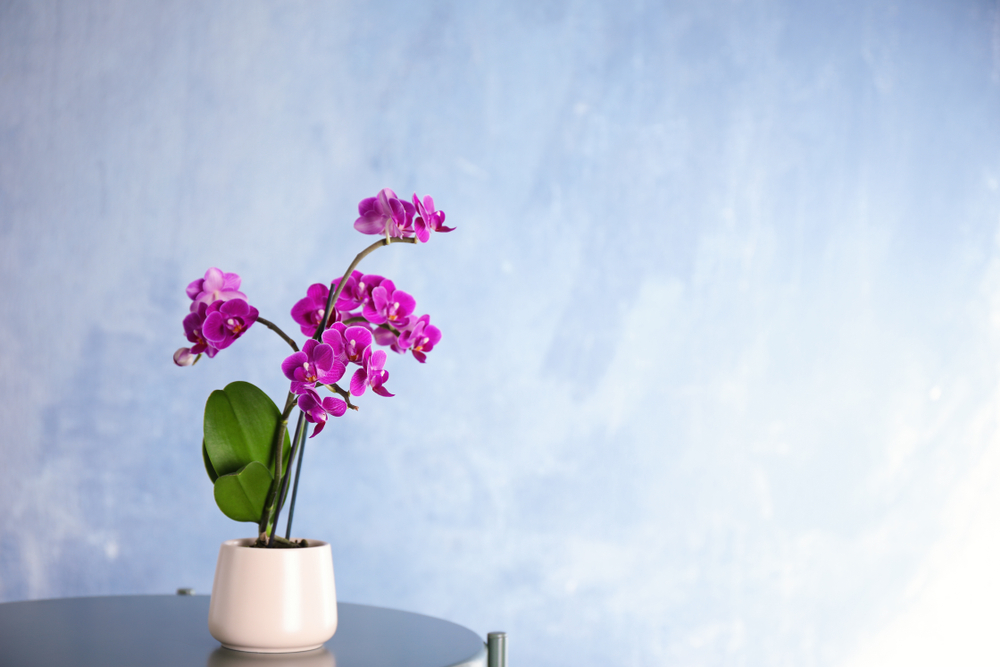 orhidee plante care aduc noroc in casa shutterstock