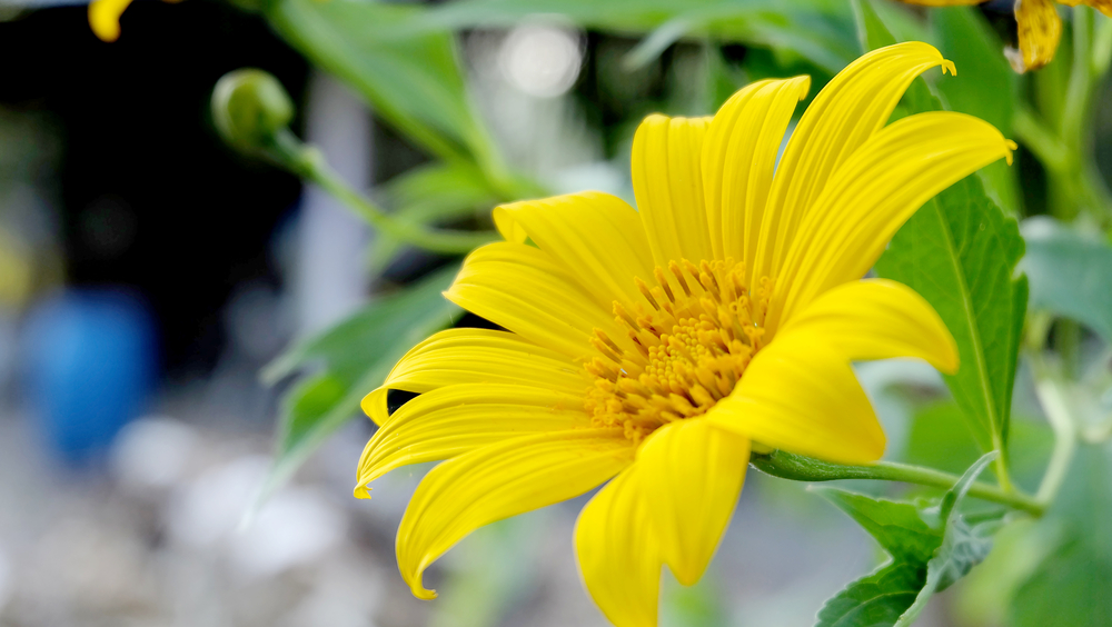 Flori de august Tithonia
