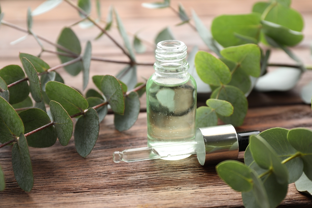 plante care alunga tantarii eucalipt shutterstock