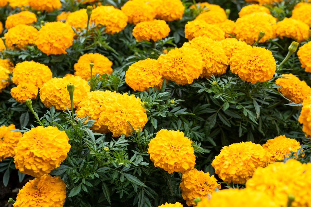 plante care alunga tantarii galbenele shutterstock