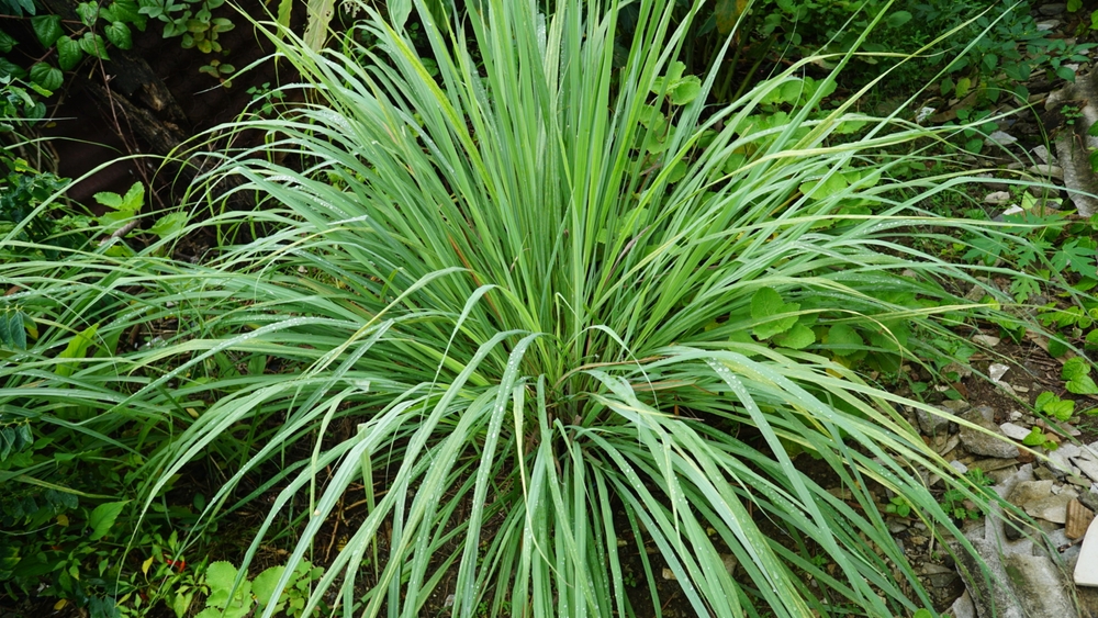 plante care alunga tantarii lamaita shutterstock