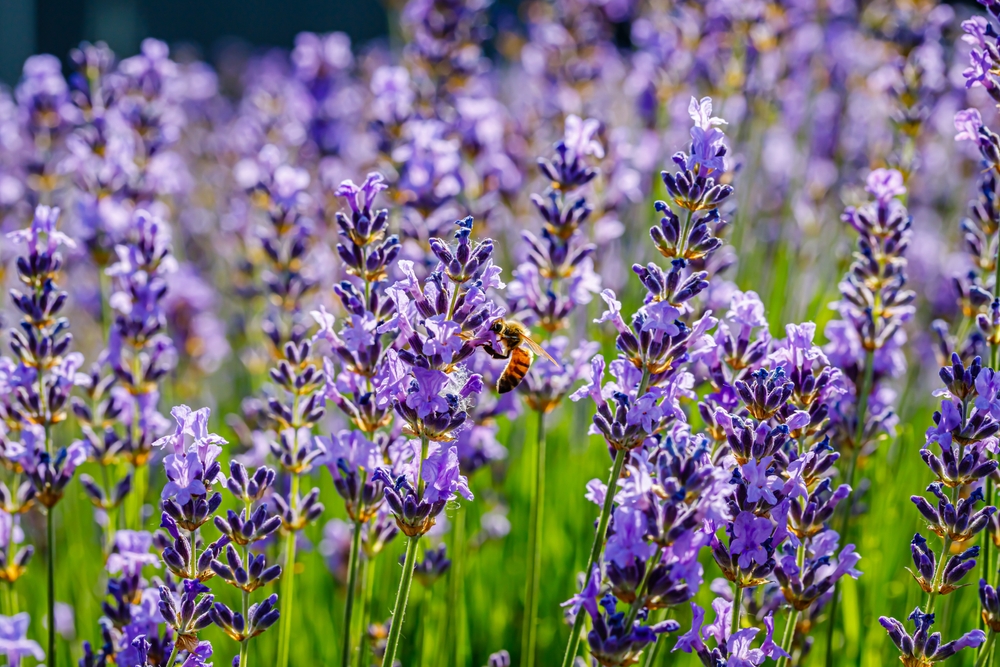 plante care alunga tantarii lavanda shutterstock