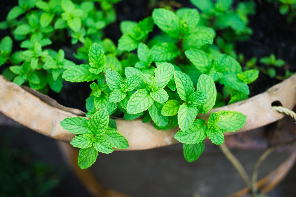 plante care alunga tantarii menta shutterstock