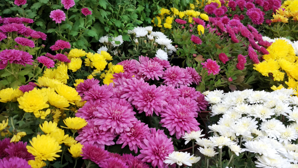Plante care pot provoca alergii crizanteme