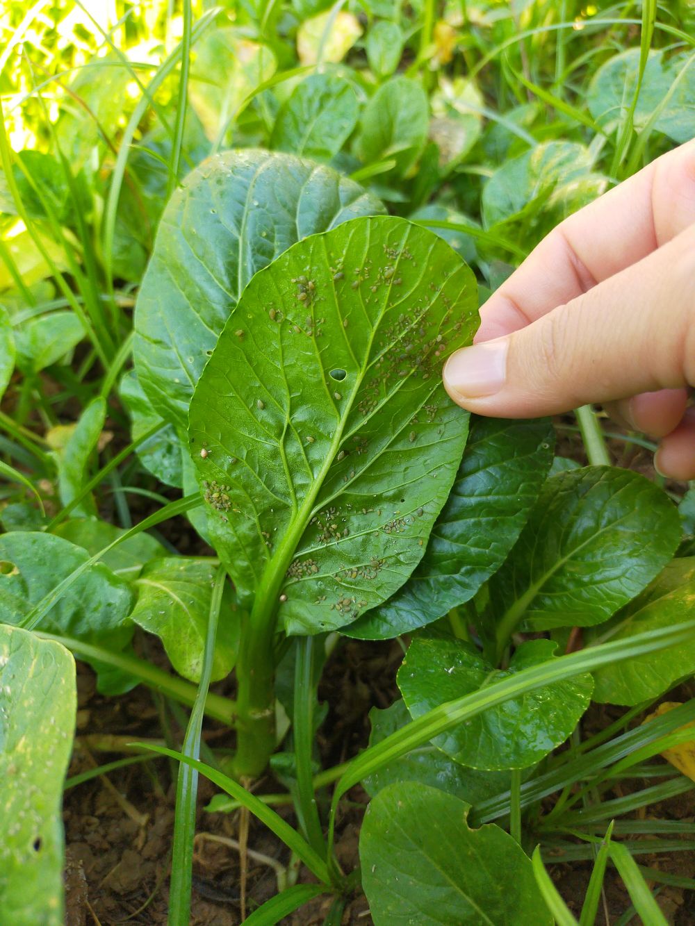 afide paduchi de plante