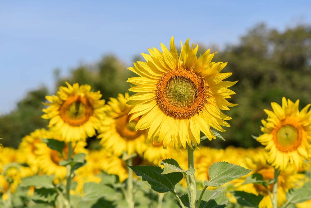 ce flori sa nu plantezi langa legume shutterstock