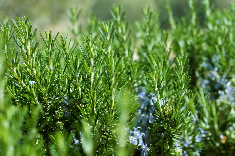 ce flori sa nu plantezi langa legume shutterstock
