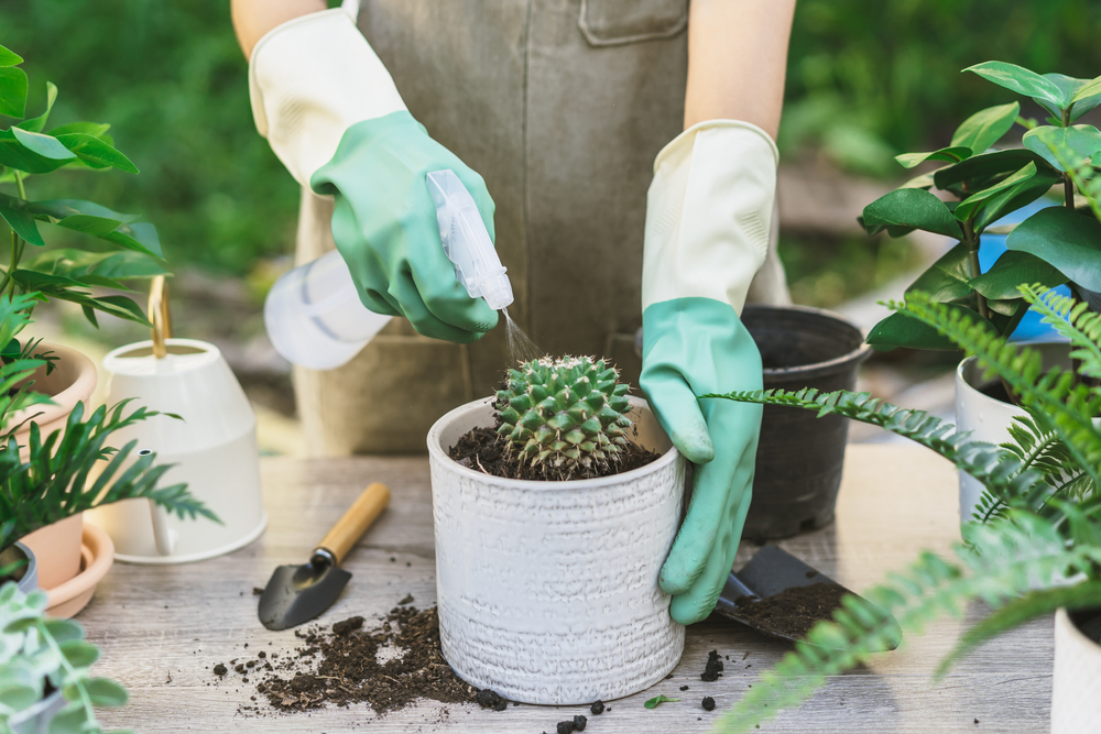ce pamant se pune la cactus shutterstock