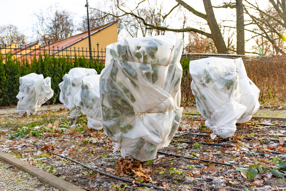 protejarea pomilor de inghet shutterstock 