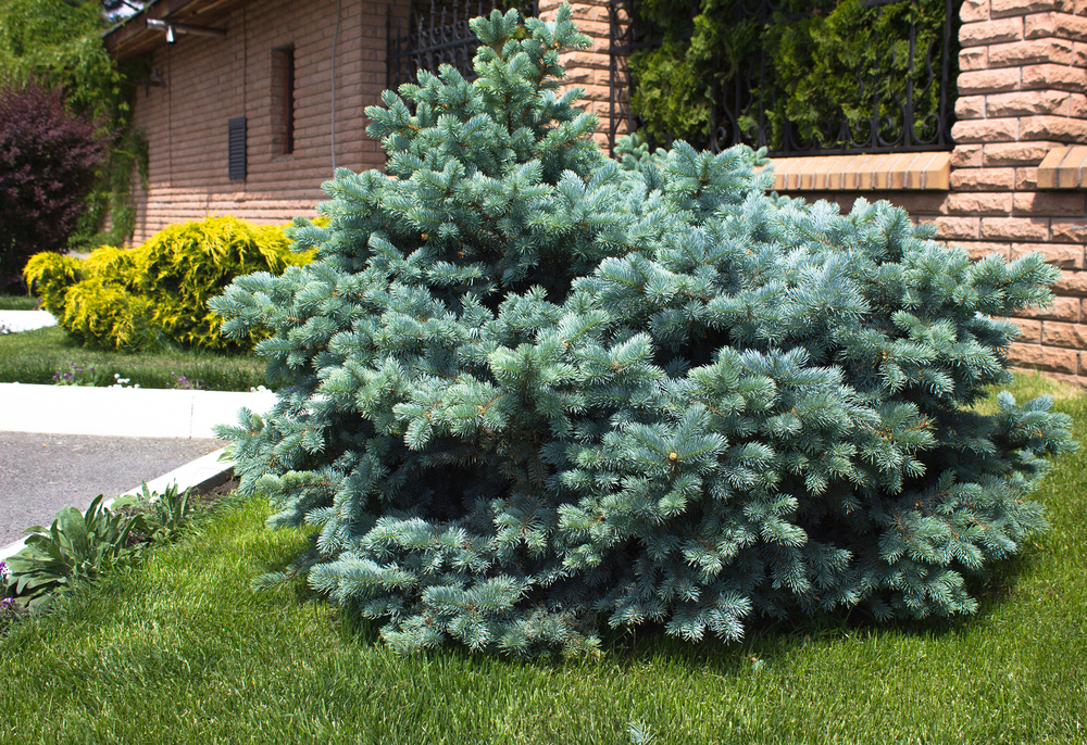 Arbori ornamentali veșnic verzi molid