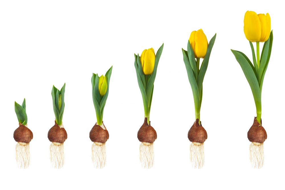 la ce adancime se pun bulbii de lalele shutterstock