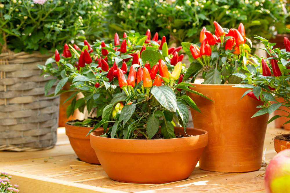legume crescute in ghiveci shutterstock