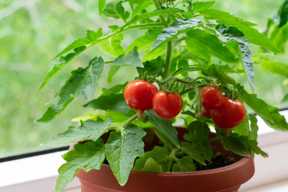 legume crescute in ghiveci shutterstock