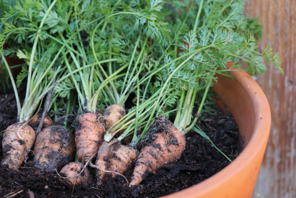legume crescute in ghiveci shutterstock