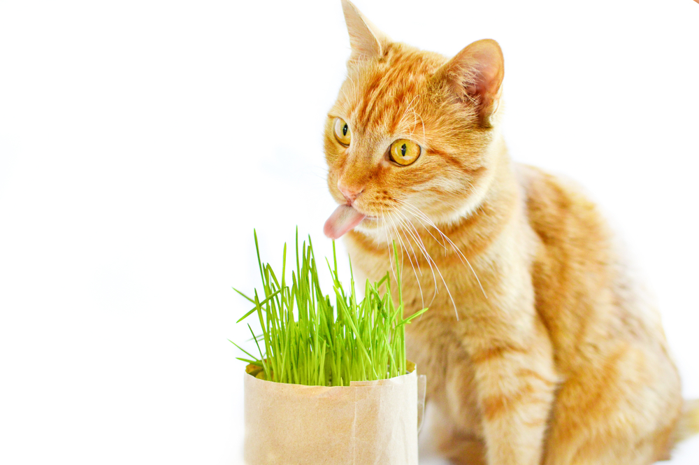 iarba matei shutterstock