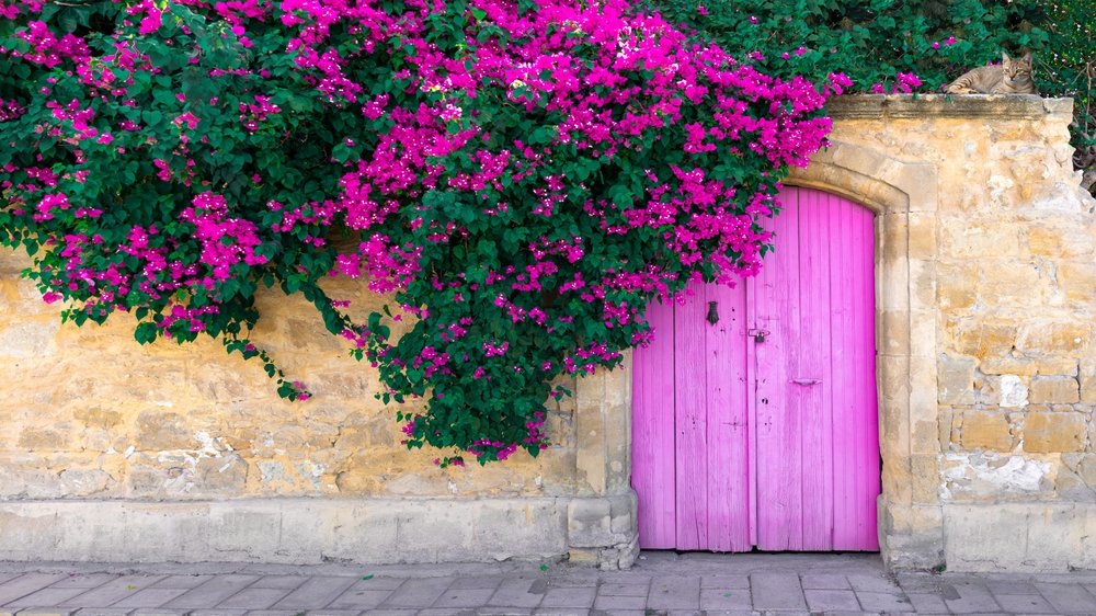 plante exotice de gradina shutterstock