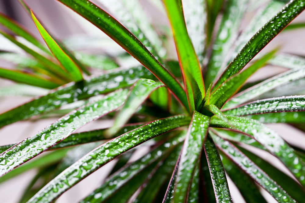 Plantă dracena cu picături de apă pe frunze.