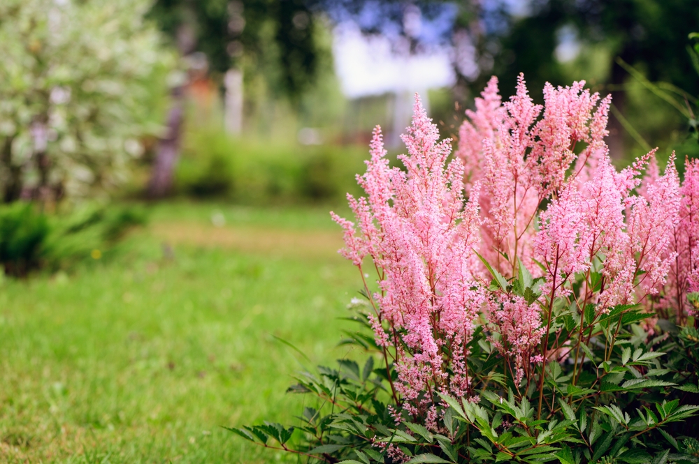 Plantă astilbe cu frunze verde deschis și flori roz în grădină.