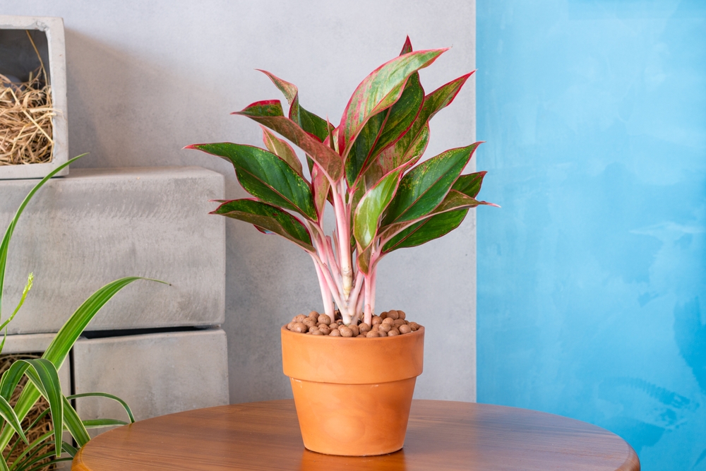 O plantă aglaonema într-un ghiveci de teracotă pe o masă din lemn lucioasă.