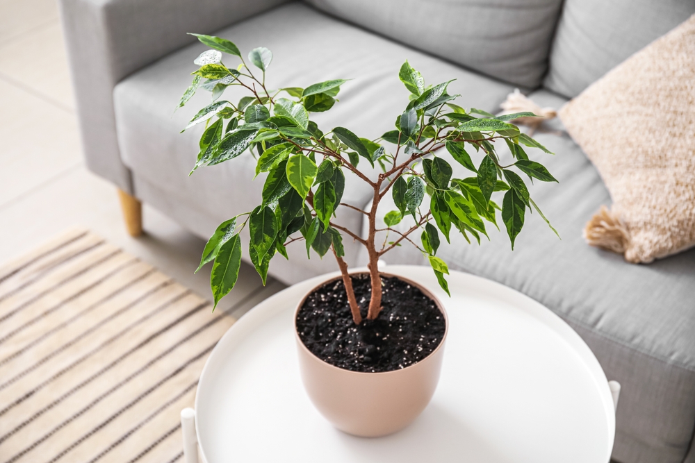 Un ficus benjamina de mărime mică spre medie într-un ghiveci bej pe o masă albă circulară, în fața canapelei gri deschis.