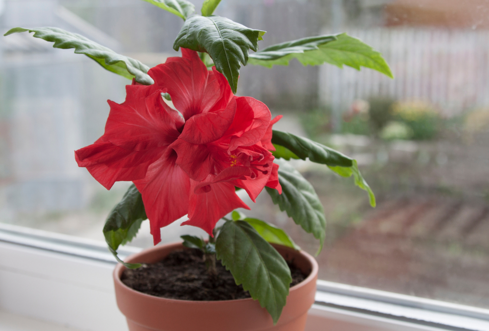 Un hibiscus cu floare roșie, într-un ghiveci de teracotă, pe un pervaz. 