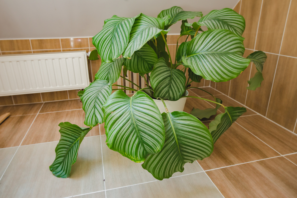 O plantă calathea pe podeaua dintr-o baie.