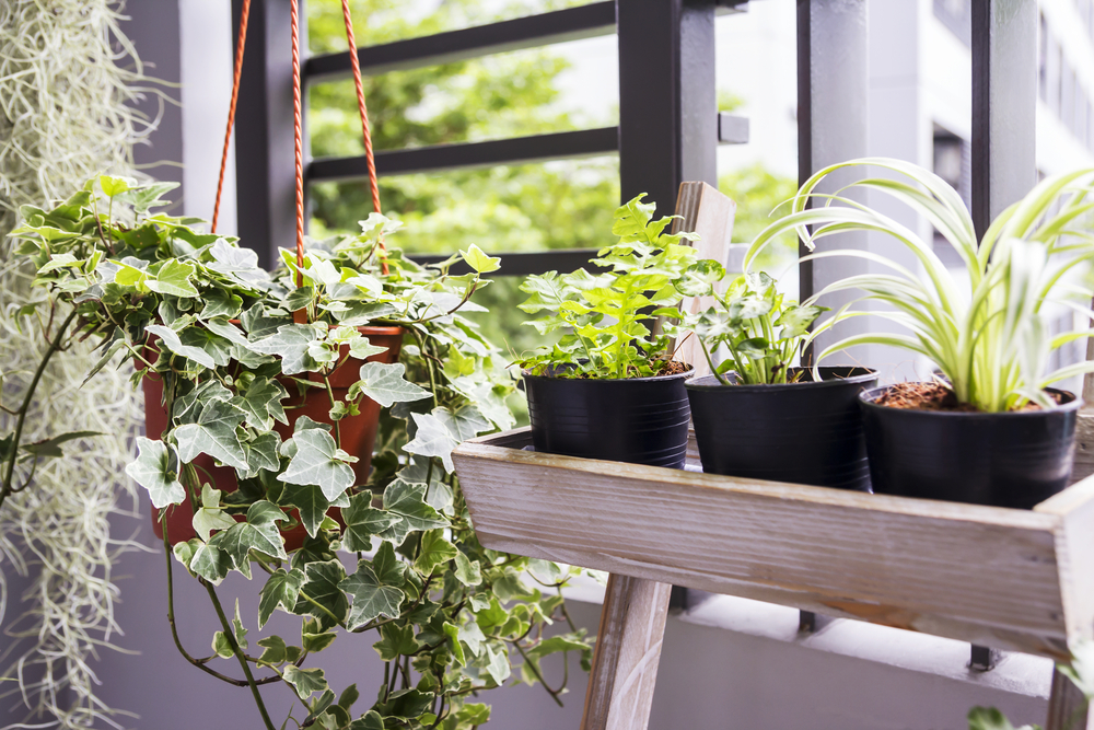 Mai multe plante care absorb umiditatea lângă o fereastră însorită.