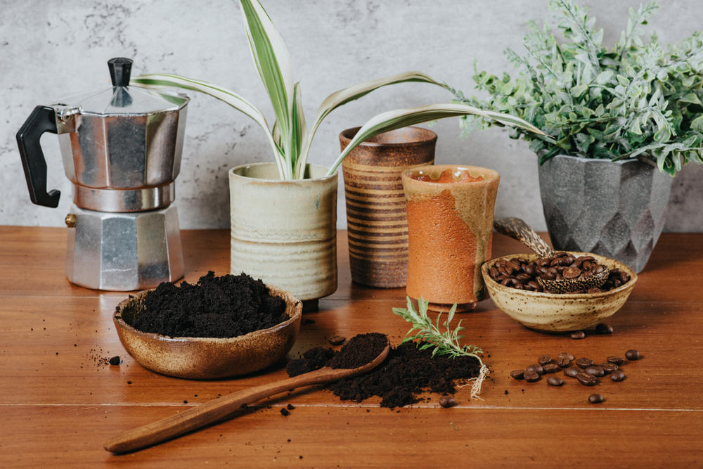 Îngrășământ natural pentru plante de apartament: O masă de lucru din lemn cu plante în ghivece, zaț de cafea într-un bol rotund din lemn și o lingură din lemn tot cu zaț de cafea.