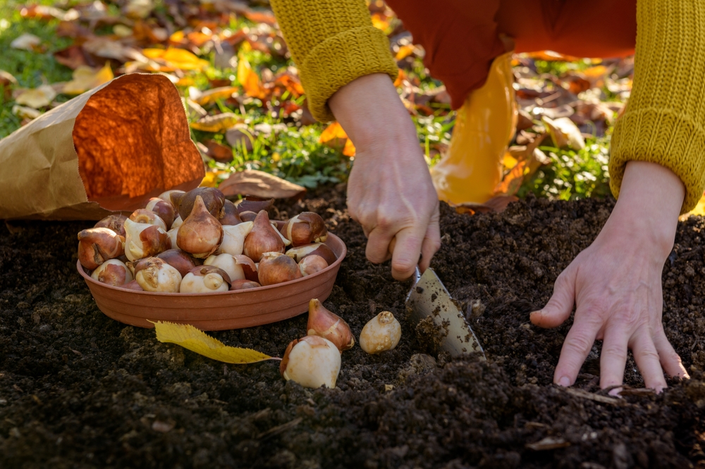Lucrări de toamnă în grădina de flori: mâini de femeie plantează în solul din grădină bulbi de diverse flori.