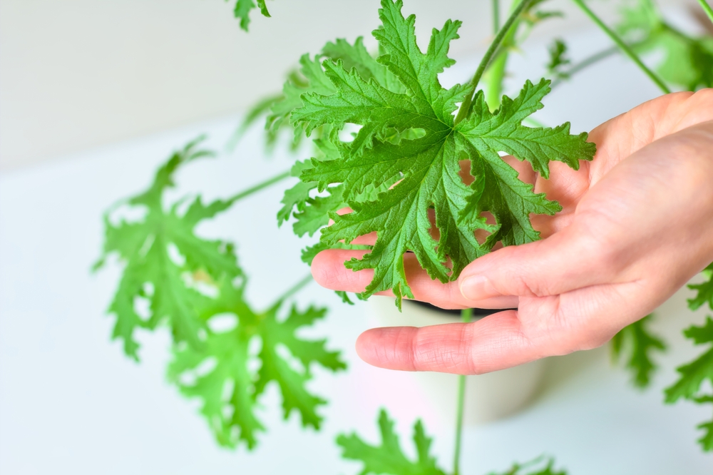 Plante pentru dormitor: O mână de femeie arată frunzele unei plante de citronella