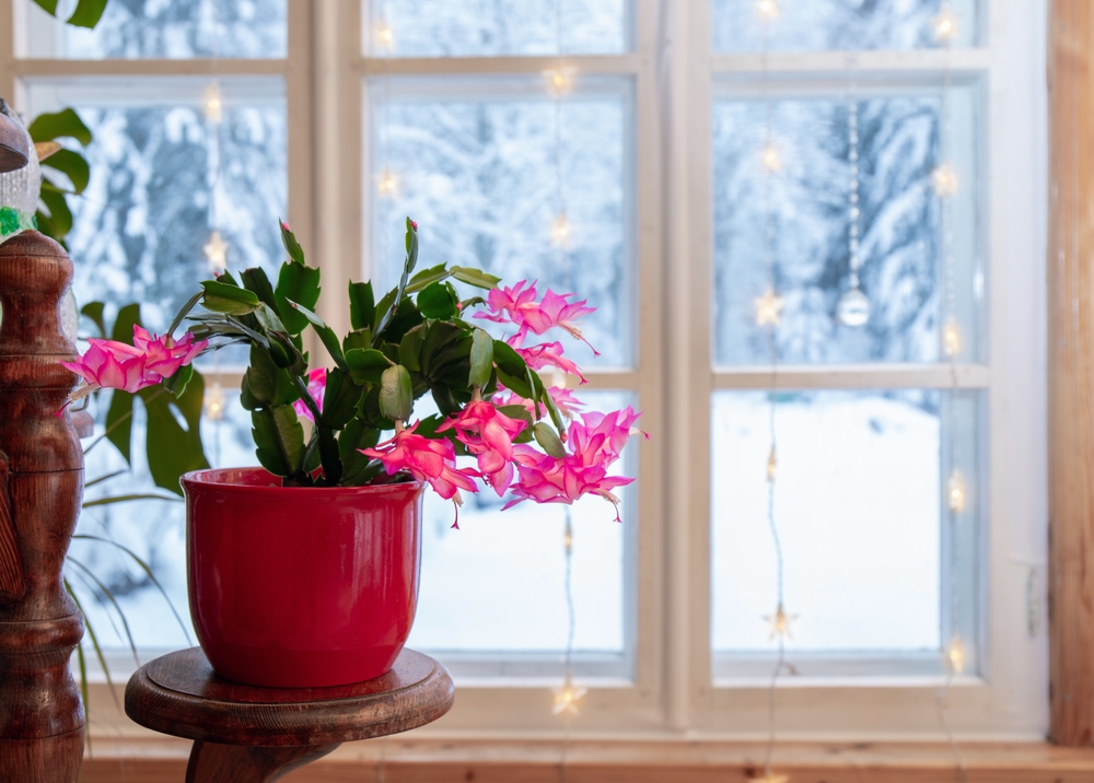 cactusul craciunului in casa in ghiveci pe timp de iarna