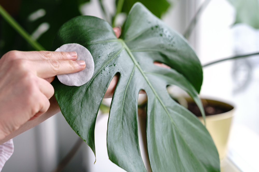 curatare frunze plante interior cu discheta de bumbac