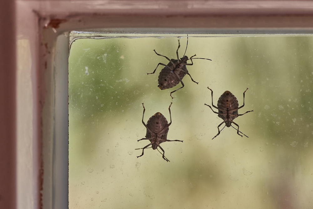 gandaci urat mirositori la geam solutii