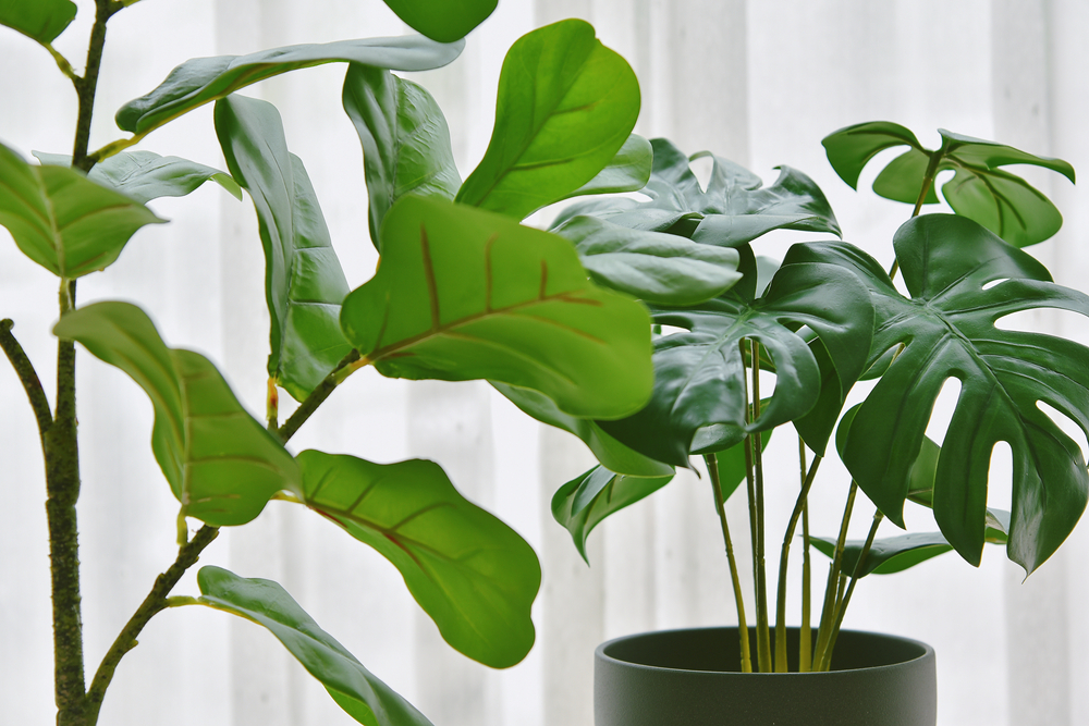Plante decorative de interior articiale: un ficus lyrata și o monstera, ambele din plastic, în fața unei perdele albe.