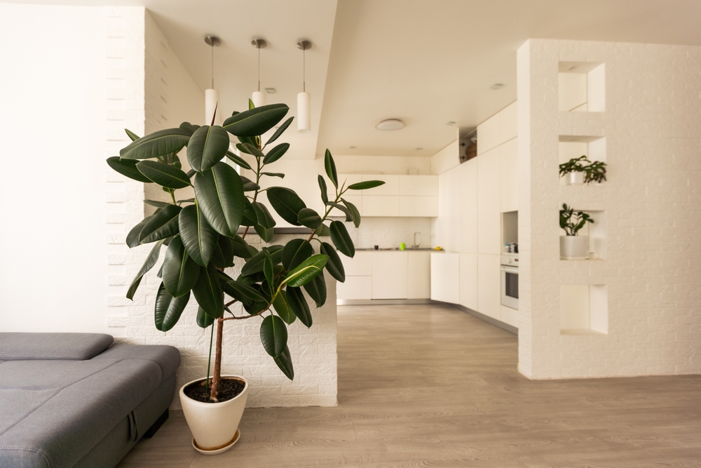 Un ficus elastica mare într-un ghiveci alb, lângă o canapea într-un spațiu cu bucătărie open-space amenajat în alb.