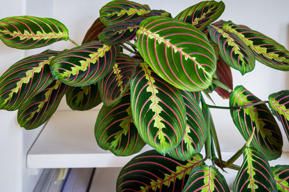 Plante decorative de interior: o plantă maranta tricolor pe un raft alb. 