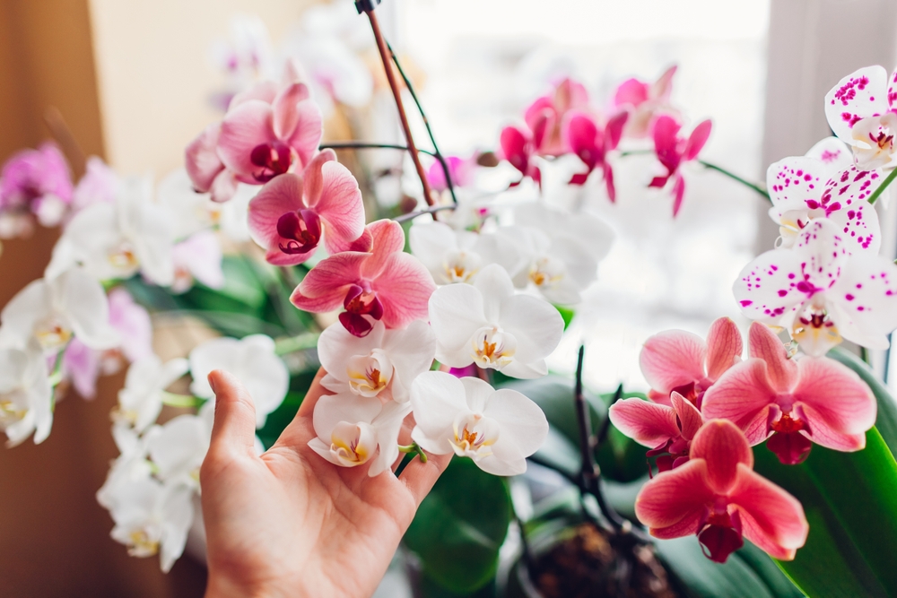 Plante decorative de interior: O mână de femeie arată florile albe și roz ale unor plante orhidee în casă, la geam, în lumină indirectă puternică.