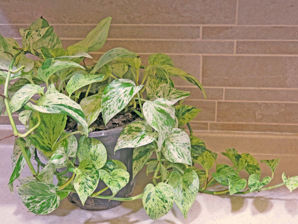 Un pothos marble într-un ghiveci gri, pe o masă albă, pe fundal de cărămidă crem.