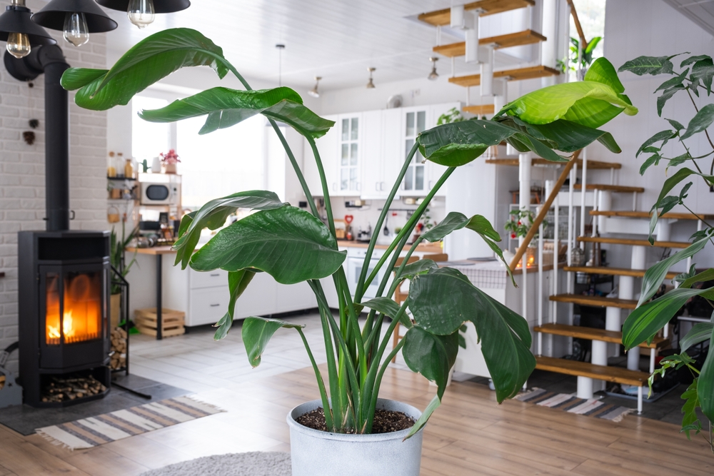 Plante decorative de interior: O plantă Sterlitzia mare într-un ghiveci alb într-o casă open space amenajată în alb și lemn natur. 