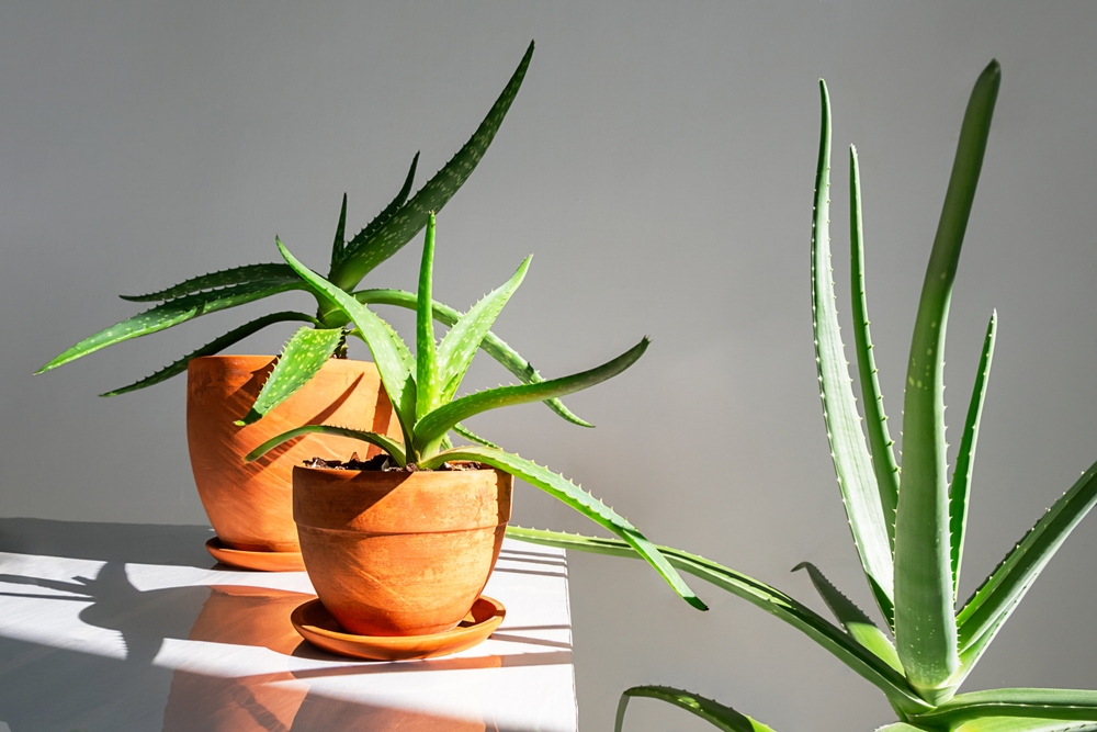 aloe vara in ghiveci teracota in casa in lumina soarelui