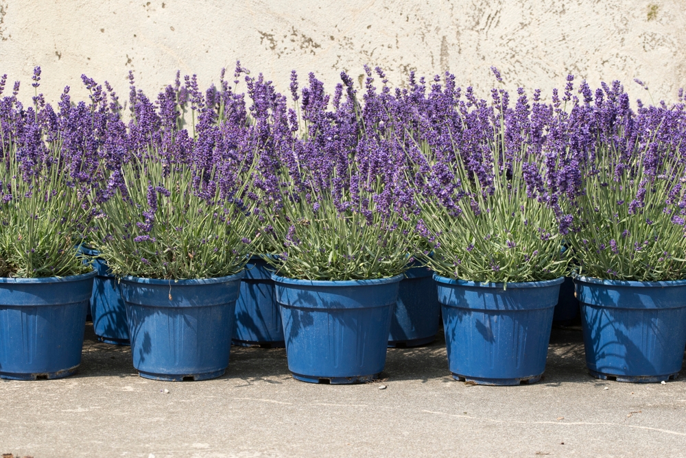 ghivece albastre cu lavanda