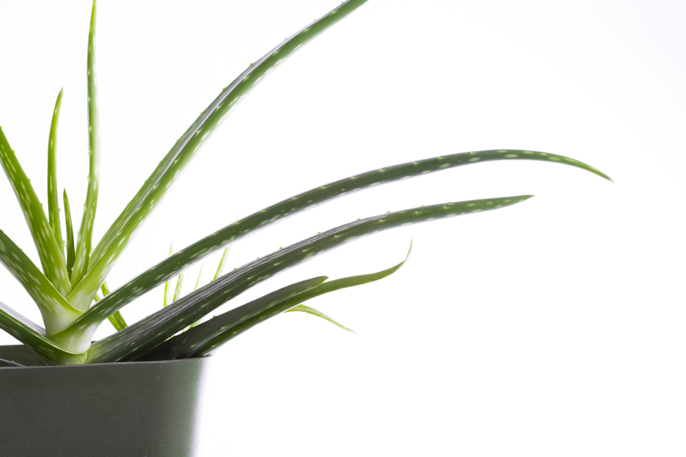 planta aloe vera in ghiveci pentru purificarea casei