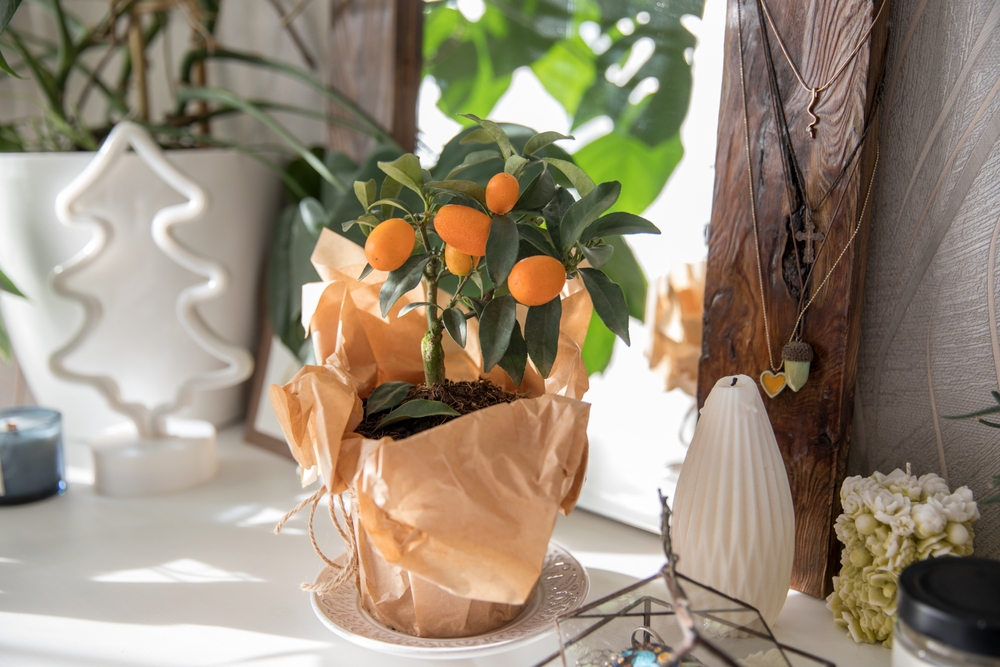 Kumquat in ghiveci in casa