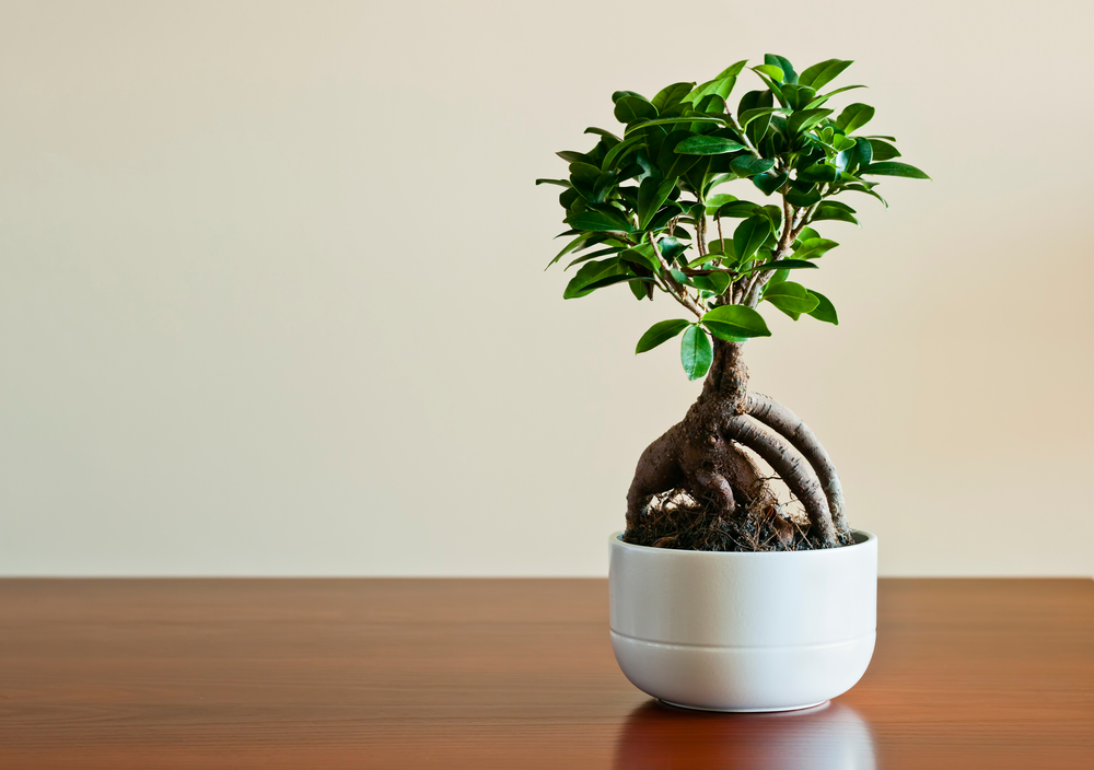 ficus ginseng beneficii in casa