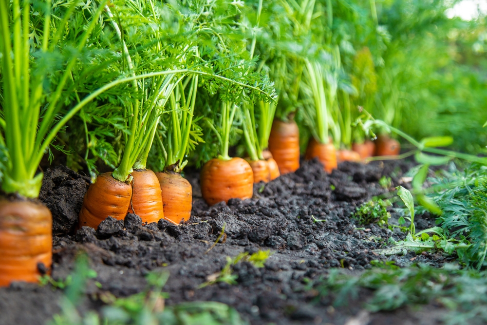 ce se planteaza in gradina in septembrie morcovi