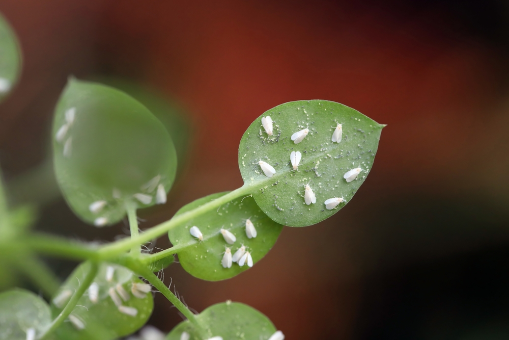 O plantă verde cu musculițe albe pe frunze.