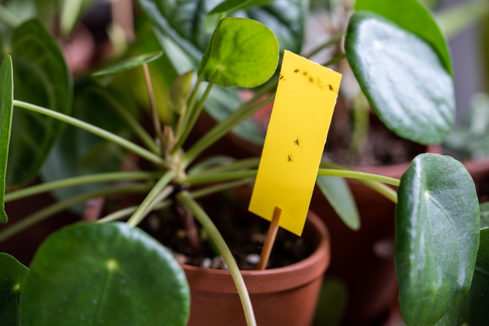 Dăunătorii plantelor de apartament: O pilea în ghiveci cu capcană galbenă pentru musculițe de pământ.